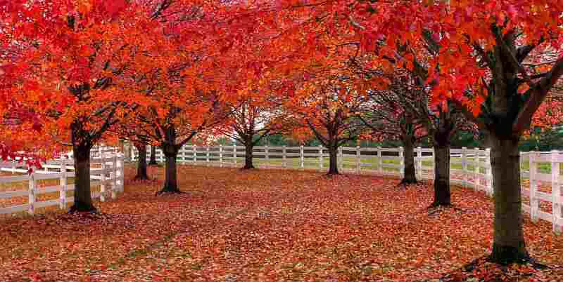 red fall leaves lane
