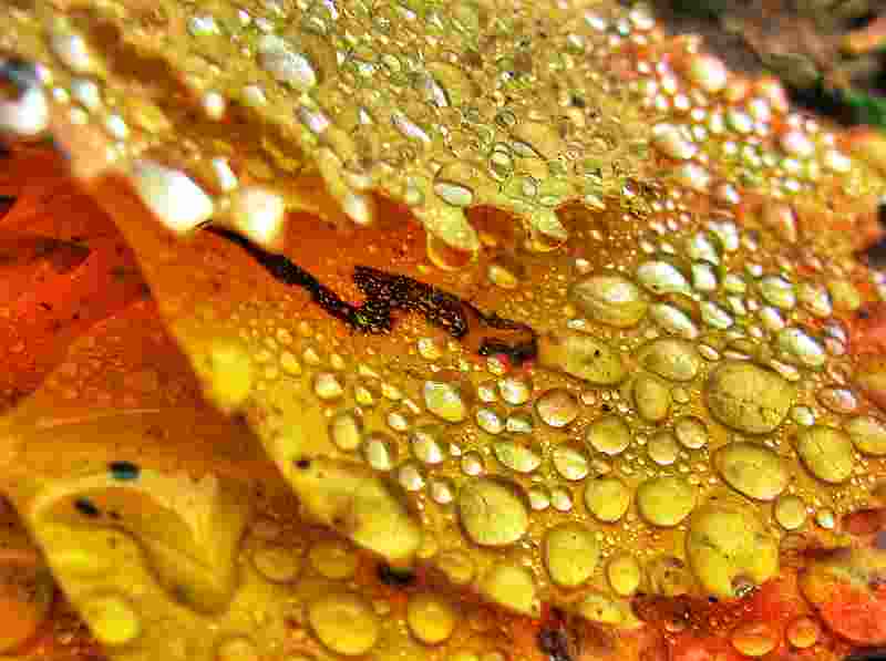 yellow leaves with water drops