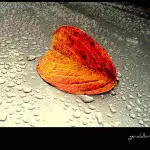 orange leaf on car hood