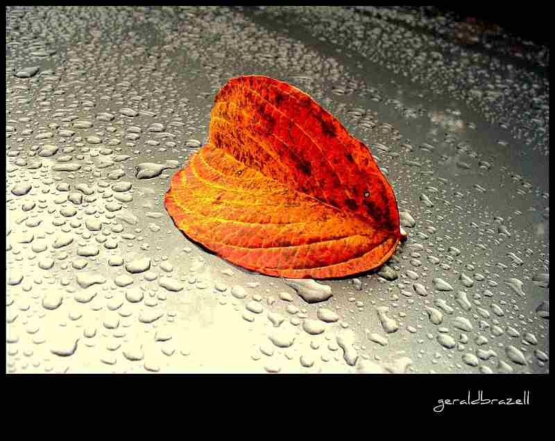 orange leaf on car hood