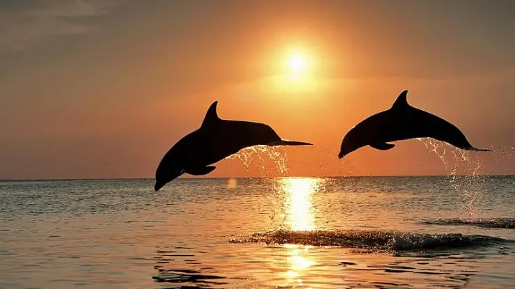 20 Interesting Facts about Dolphins