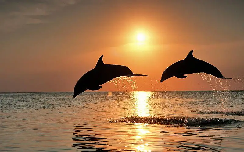 2-dolphins-jumping-sunrise