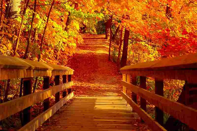 fall walkway