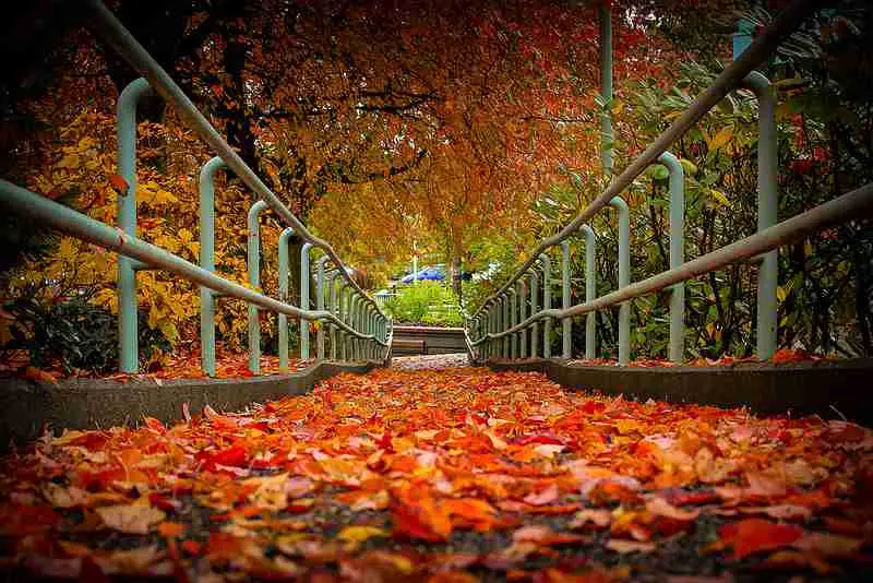 fall leaves on walkway