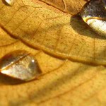 yellow leaf water drop