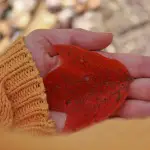 red-leaf-in-hand
