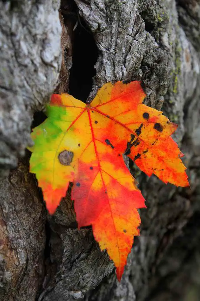 colorful fall-leaf-tree-bark