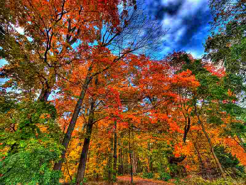 colorful fall forest