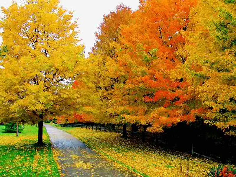 colorful fall road
