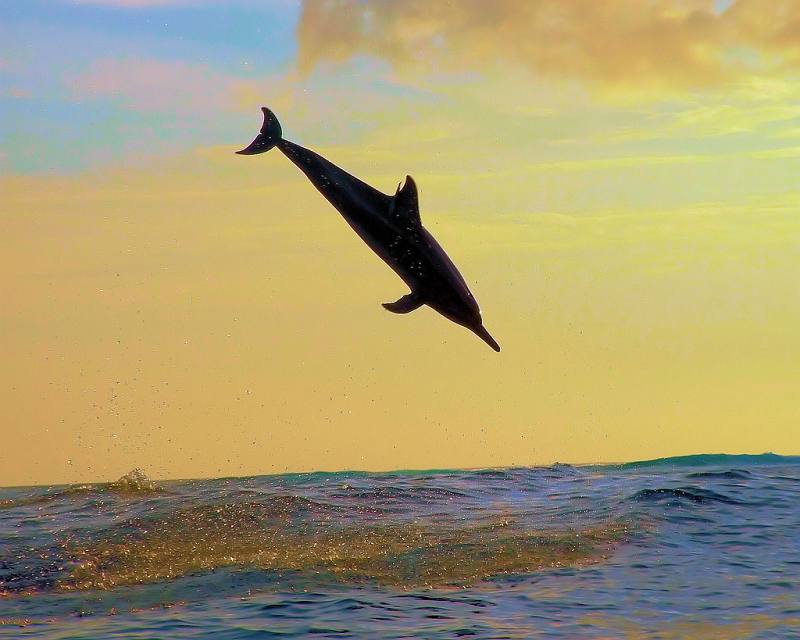 dolphin-diving-into-water