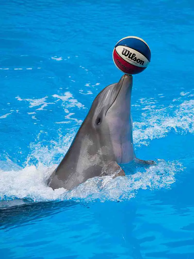 dolphin with basketball