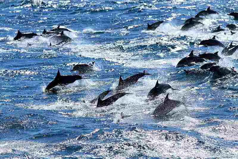 dolphins-jumping-swimming
