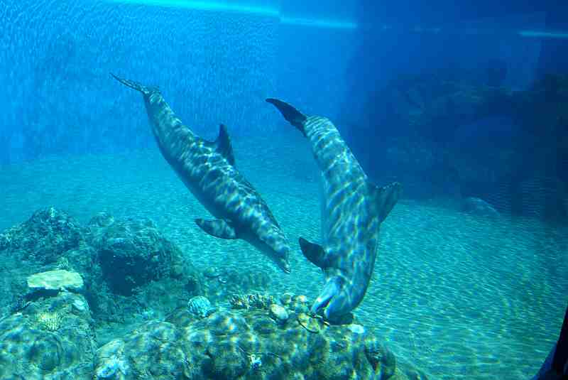 dolphins under water eating