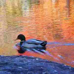 duck on lake in fall