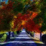 colorful fall road