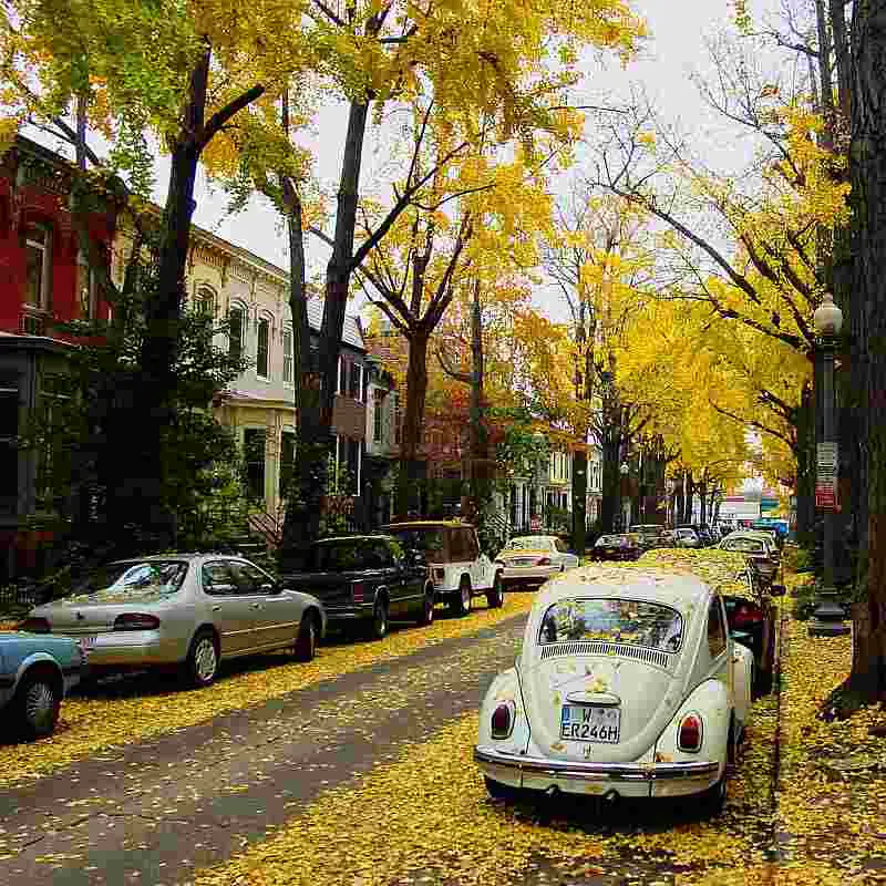 yellow leaves dc street