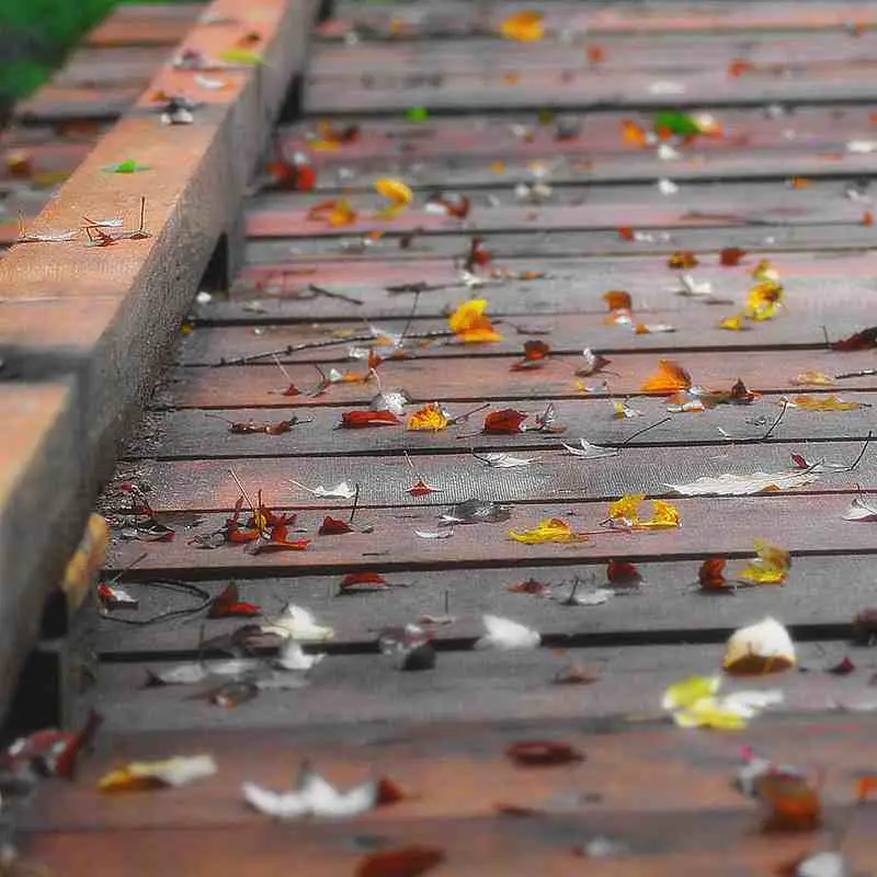 leaves on bridge
