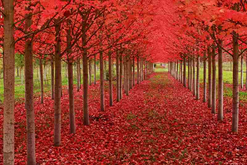 red leaves lane