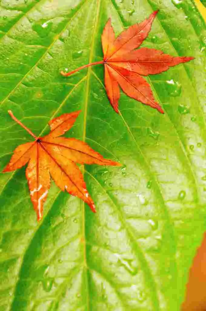 small orange leaves
