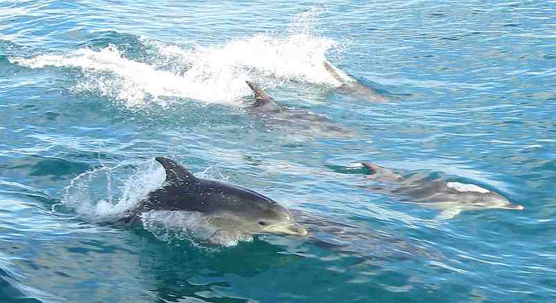 speeding dolphins swimming