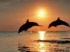 20 Interesting Facts about Dolphins