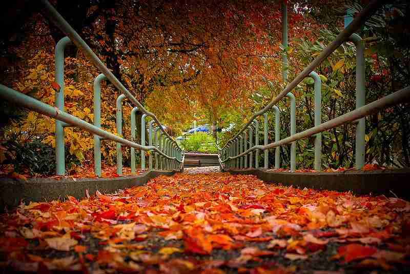 fall leaves on walkway