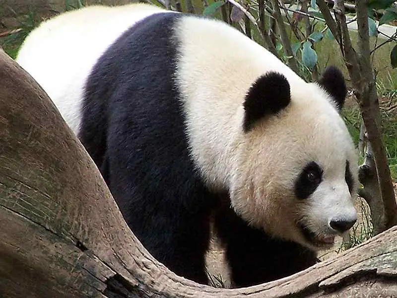 30-big-panda-bear