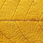 yellow leaf veins close up
