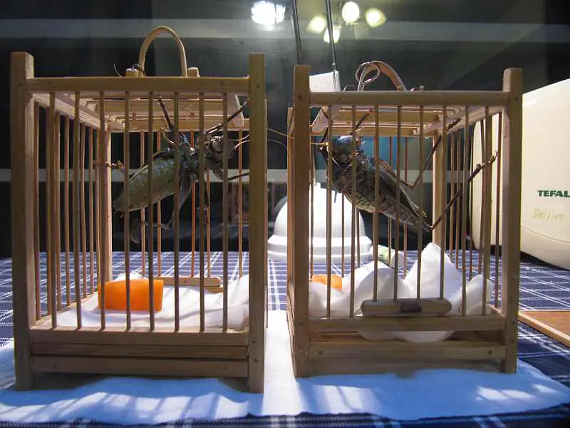 9-crickets-on-a-cage