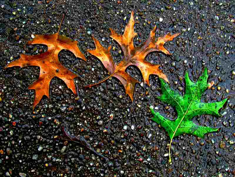 brown green leaves on wet street