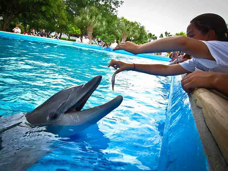 child feeding dolphin in tank