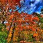 colorful fall forest