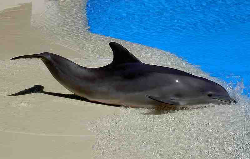 dolphin out of water