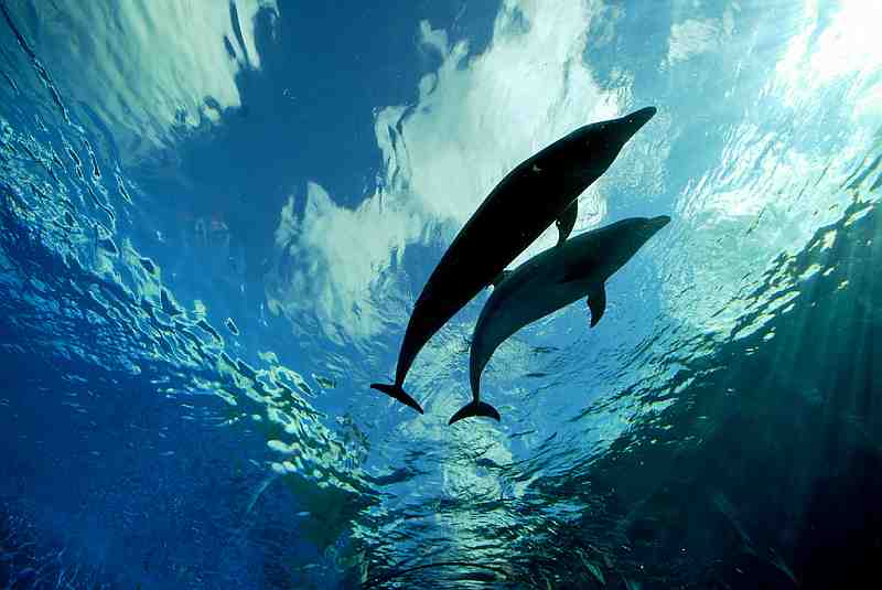 dolphins underneath pov