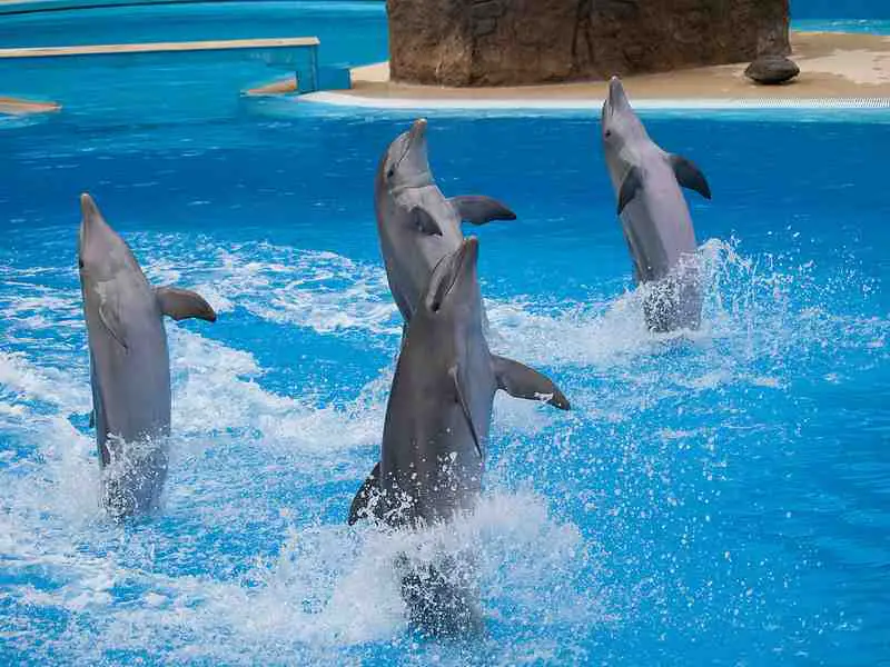 four dolphins dancing