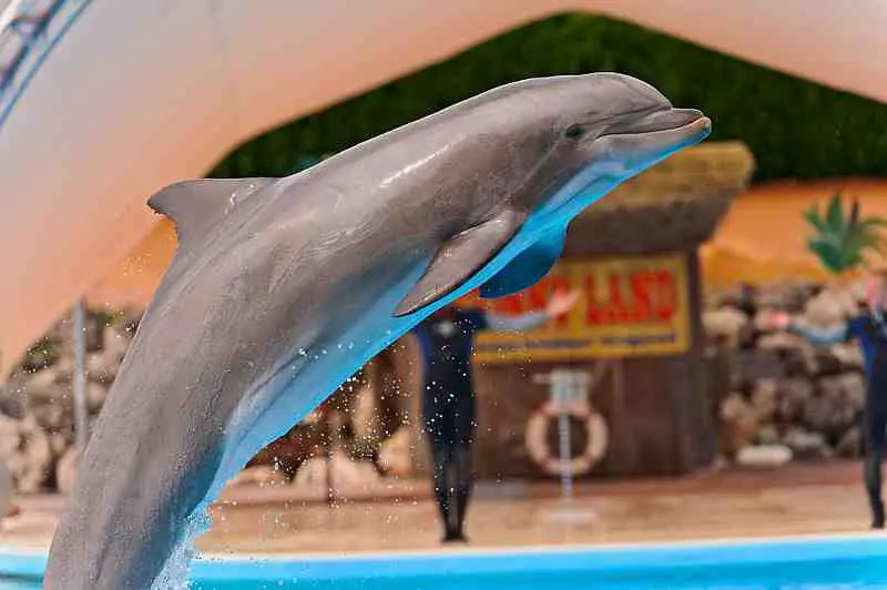 jumping single dolphin