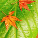 small orange leaves