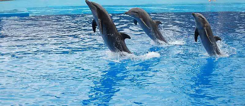 three dolphins jumping