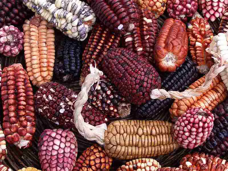 A huge variety of corn is grown in Peru